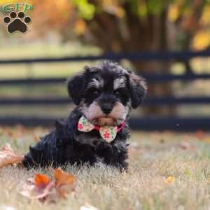 Evan, Miniature Schnauzer Puppy
