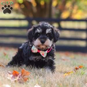 Evan, Miniature Schnauzer Puppy