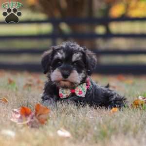 Evan, Miniature Schnauzer Puppy