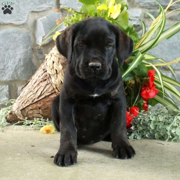 Ellie, Cane Corso Puppy