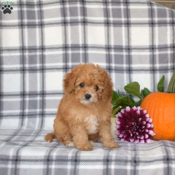 Ellie, Cavapoo Puppy