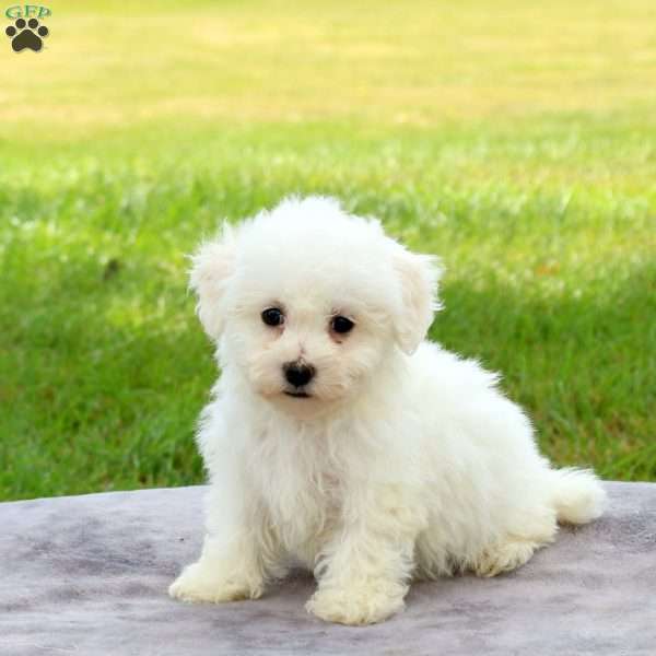 Ellie, Bichon Frise Puppy