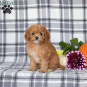 Ellie, Cavapoo Puppy