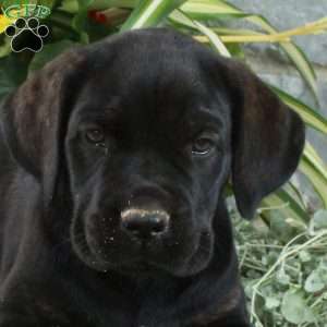 Ellie, Cane Corso Puppy
