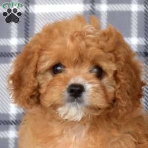 Ellie, Cavapoo Puppy