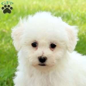 Ellie, Bichon Frise Puppy