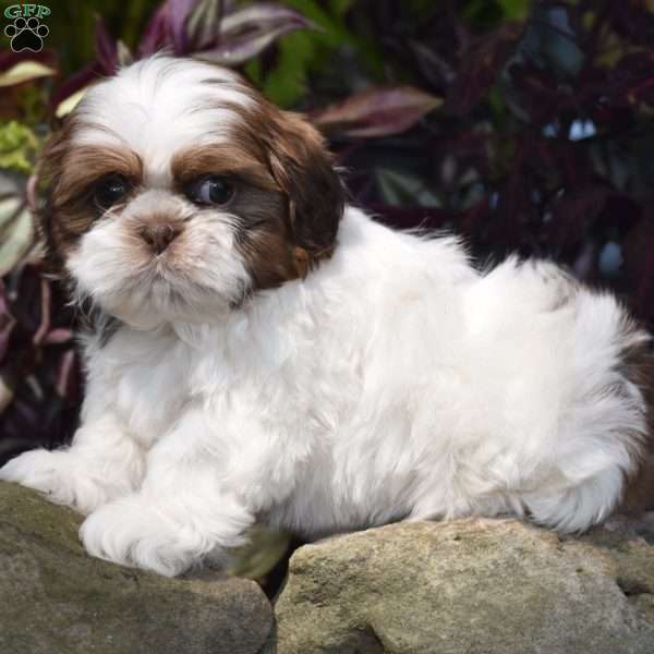 Ellie, Shih Tzu Puppy
