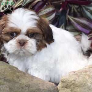 Ellie, Shih Tzu Puppy