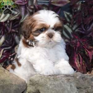 Ellie, Shih Tzu Puppy