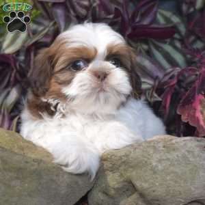 Ellie, Shih Tzu Puppy