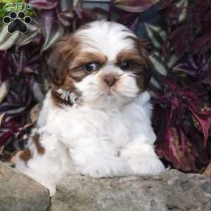 Ellie, Shih Tzu Puppy