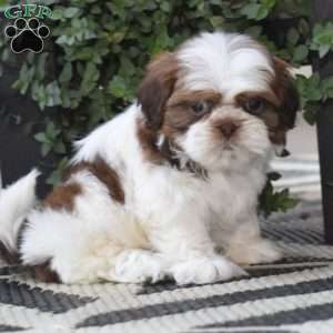 Ellie, Shih Tzu Puppy