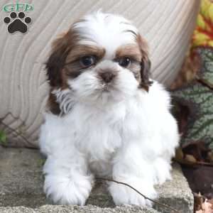 Ellie, Shih Tzu Puppy