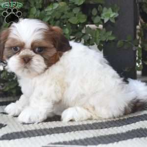 Ellie, Shih Tzu Puppy
