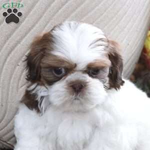 Ellie, Shih Tzu Puppy