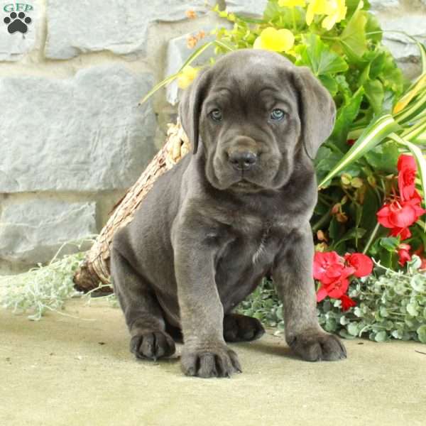 Elliot, Cane Corso Puppy