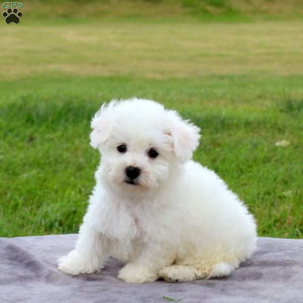 Elliot, Bichon Frise Puppy