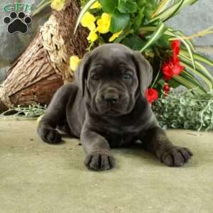 Elliot, Cane Corso Puppy