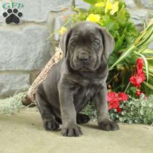 Elliot, Cane Corso Puppy