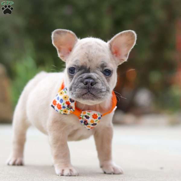 Elliot, French Bulldog Puppy