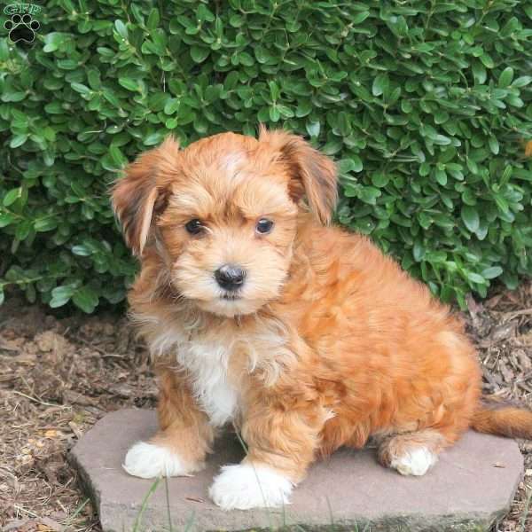 Elsa, Havanese Puppy