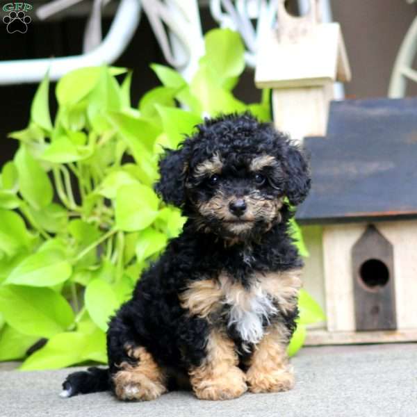 Elsa, Havapoo Puppy