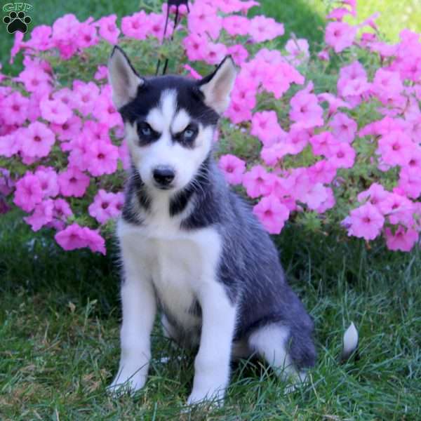 Elsa, Siberian Husky Puppy