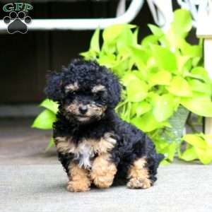 Elsa, Havapoo Puppy