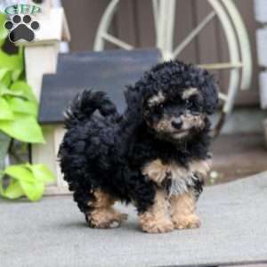 Elsa, Havapoo Puppy