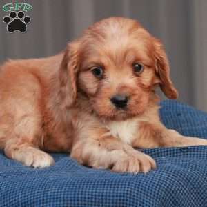 Ember, Cavapoo Puppy
