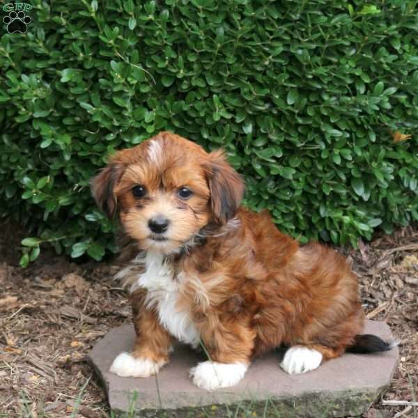 Emily, Havanese Puppy