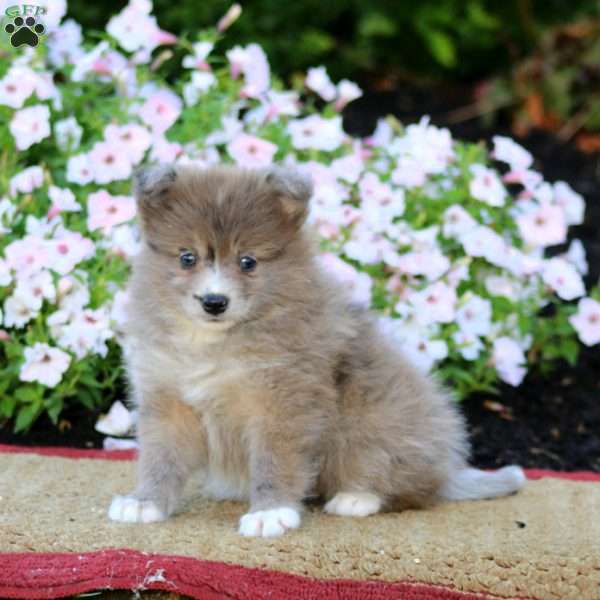 Emily, Pomeranian Puppy