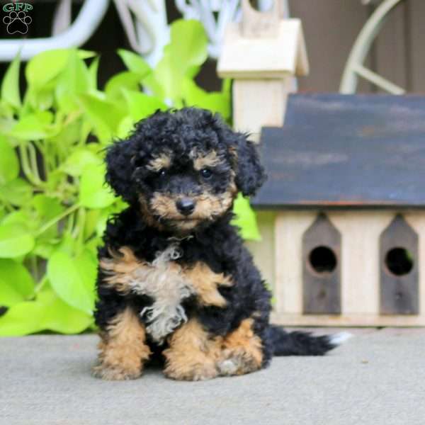 Emily, Havapoo Puppy