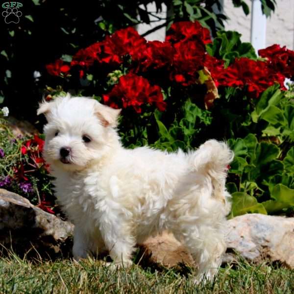 Emily, Maltese Puppy