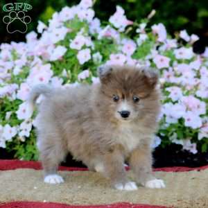 Emily, Pomeranian Puppy