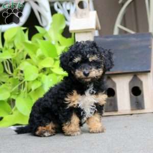 Emily, Havapoo Puppy