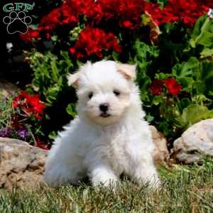 Emily, Maltese Puppy