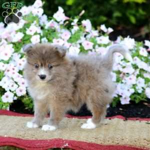 Emily, Pomeranian Puppy