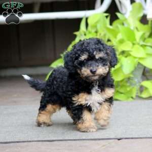 Emily, Havapoo Puppy