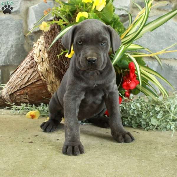 Emma, Cane Corso Puppy