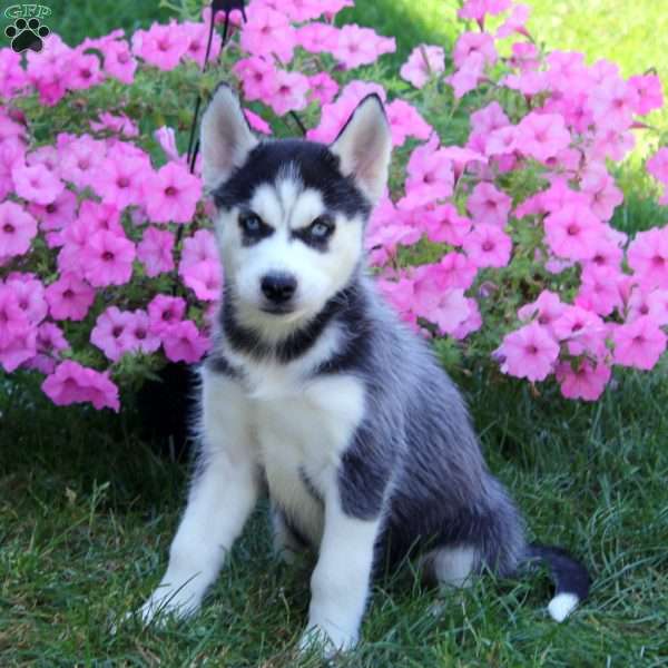 Emma, Siberian Husky Puppy