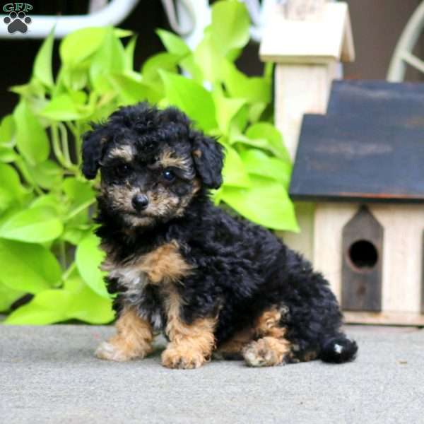 Emma, Havapoo Puppy