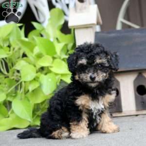 Emma, Havapoo Puppy