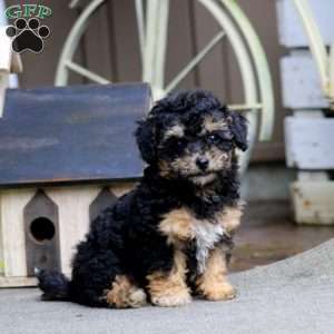 Emma, Havapoo Puppy