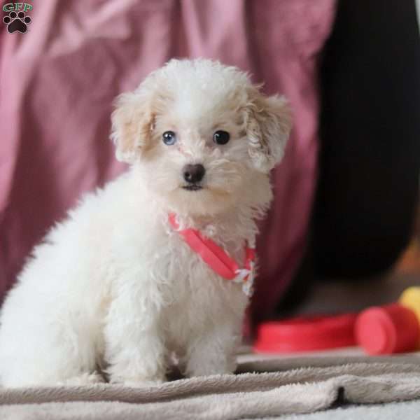 Emmy, Shih-Poo Puppy
