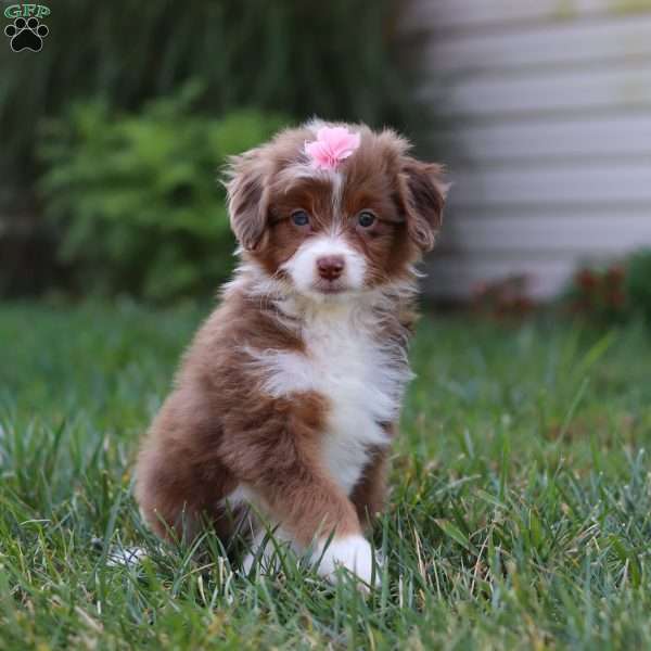 Emmy, Mini Aussiedoodle Puppy