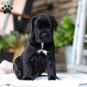 Enzo, Cane Corso Puppy