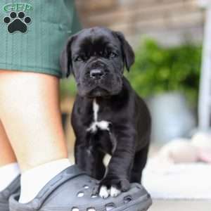 Enzo, Cane Corso Puppy