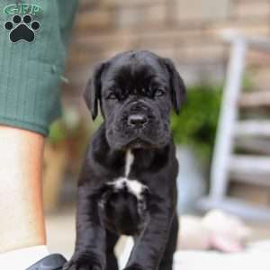 Enzo, Cane Corso Puppy