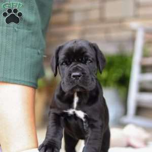Enzo, Cane Corso Puppy